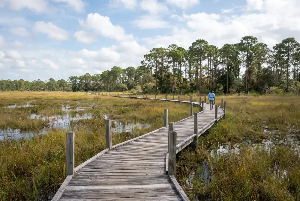 Boardwalk through pine woods and wet prairie in conservation land near Avenir, Palm Beach Gardens